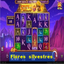 Flores silvestres brasileiras 25